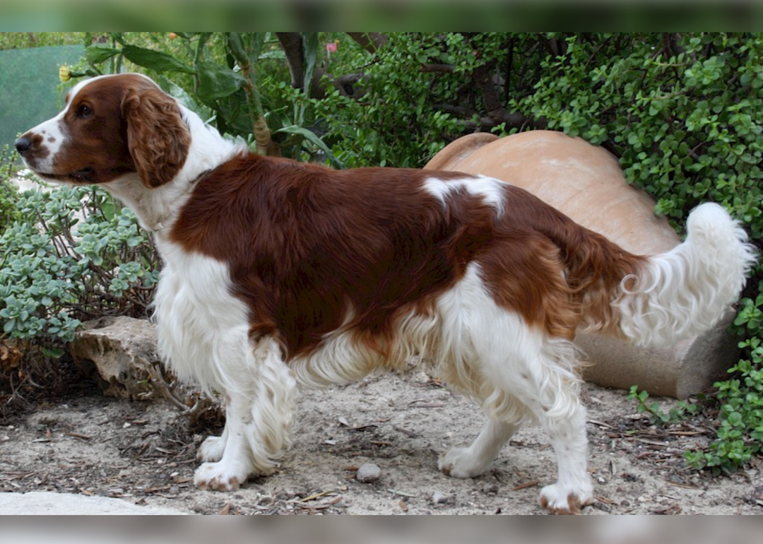 #42. Welsh springer spaniel